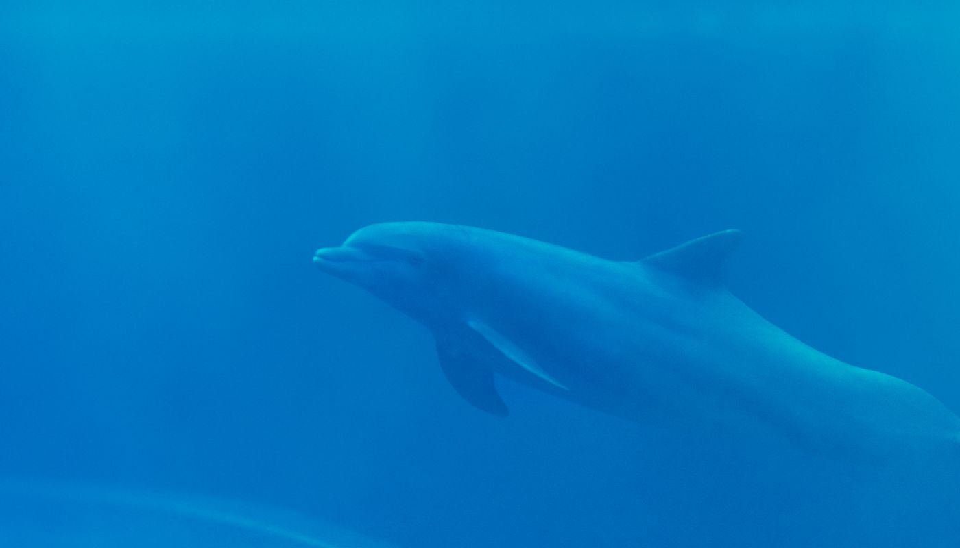 Le grand bleu